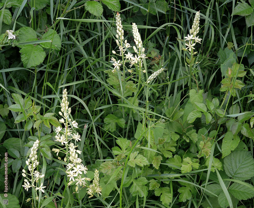Ornithogale des Pyrénées