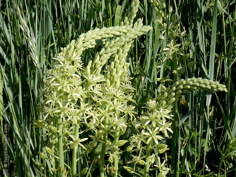 Ornithogale des Pyrénées