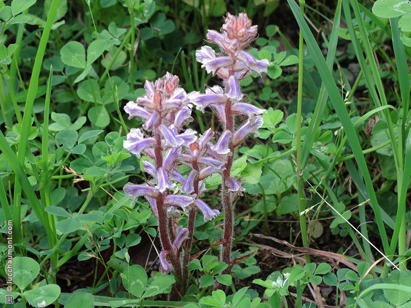 Orobanche
