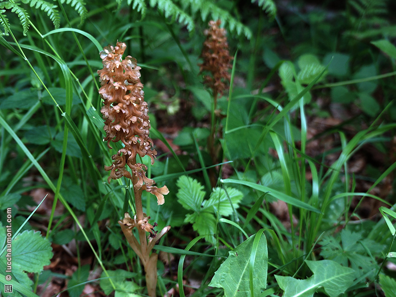 Orobanche