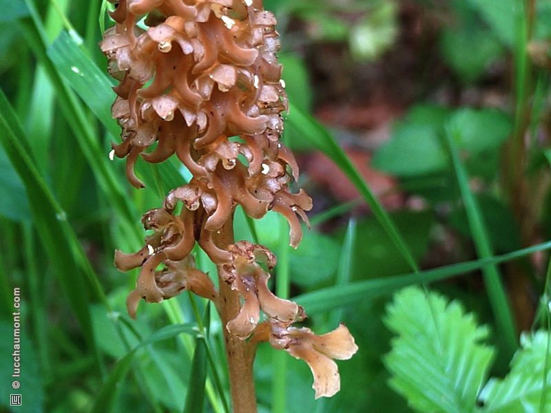 Orobanche