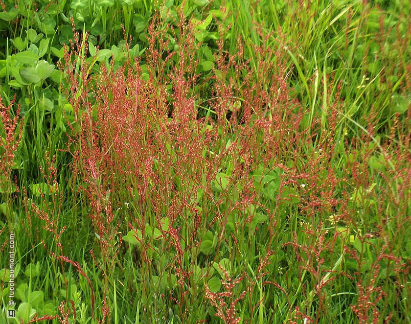 Oseille sauvage