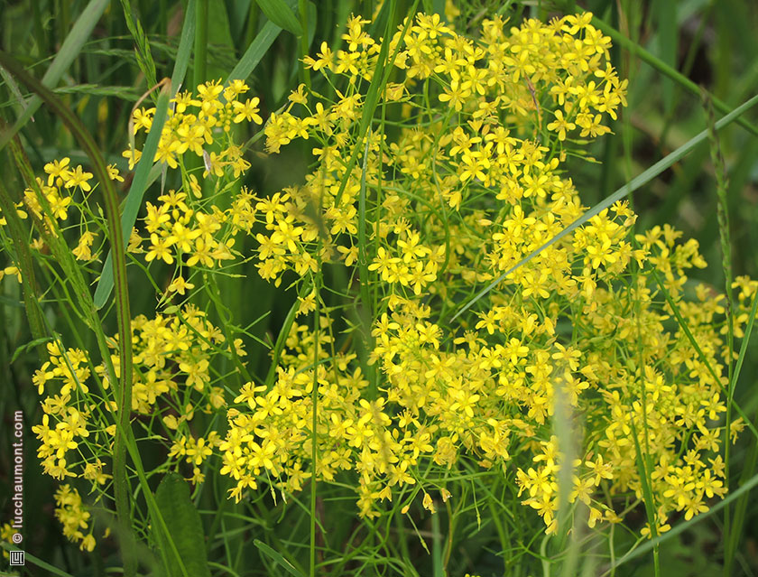 Pastel des teinturiers