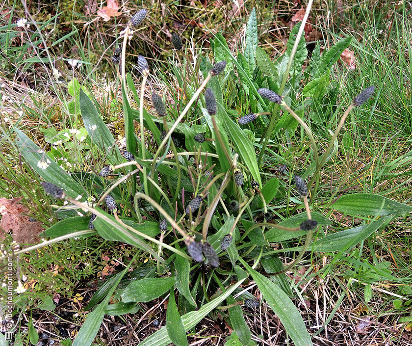 Plantain lancéolé