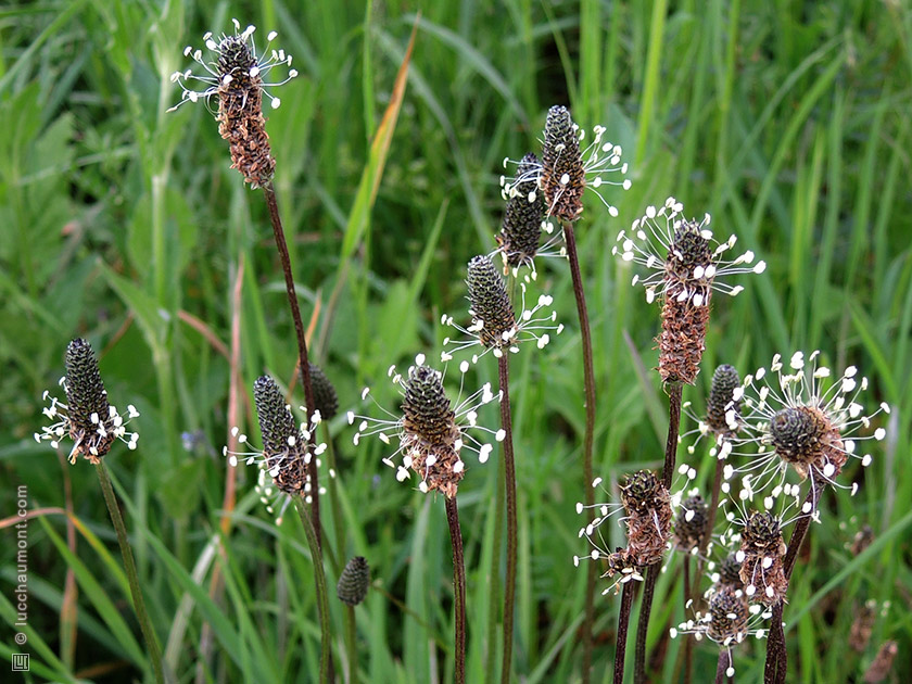 Plantain lancéolé