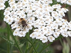 Achillée millefeuille