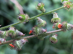 Aigremoine eupatoire