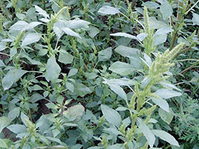 Amarante réfléchie