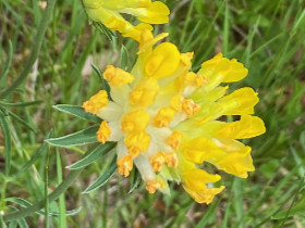 Anthyllide vulnéraire