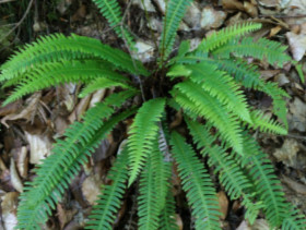 Blechnum en épi