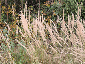 Calamagrostis epigejos