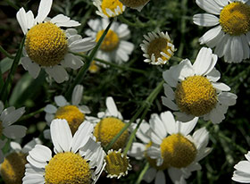 Camomille