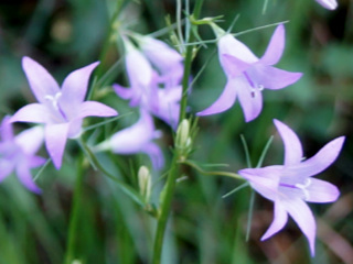 Campanule raiponce