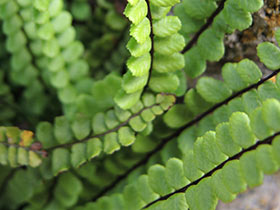 Capillaire des murailles