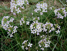 Cardamine