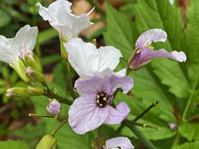 Cardamine à sept folioles