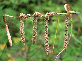 Laîche à épis pendants