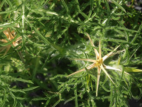 Centaurée chausse-trape