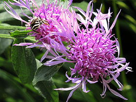 Centaurée scabieuse