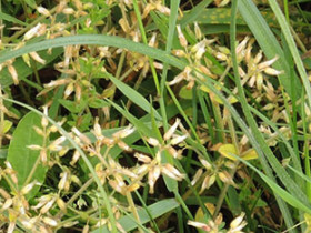 Céraiste aggloméré