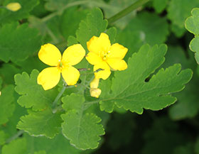 Chélidoine