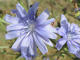Chicorée sauvage