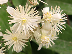 Clématite des haies