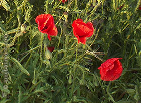 Coquelicot