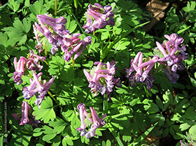 Corydale à bulbe plein