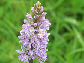 Dactylorhize de mai