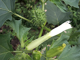 Datura stramoine