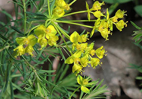 Euphorbe petit-cyprès