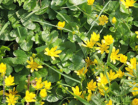 Ficaire ou Fausse-renoncule