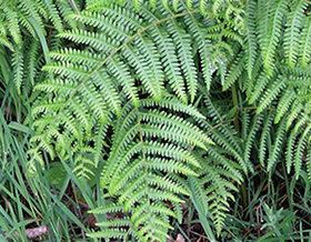 Fougère