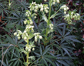 Hellébore, ou Rose de Noël