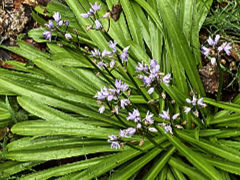 Jacinthe des Pyrénées