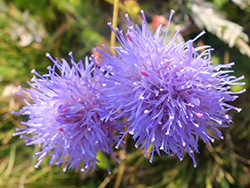 Jasione des montagnes