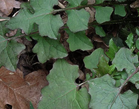 Laitue des murailles