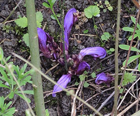 Lathrée clandestine