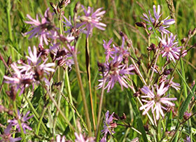 Lychnis fleur de coucou