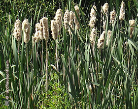 Massette, ou Typha