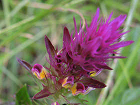 Mélampyre des champs