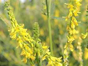 Mélilot officinal