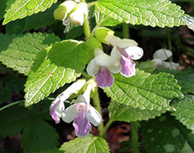 Mélitte à feuilles de mélisse