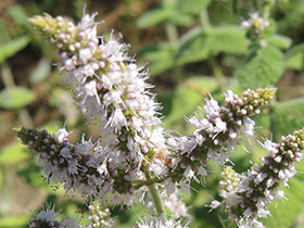 Menthe sylvestre