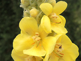 Bouillon blanc, ou Molène