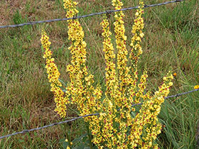 Molène pulvérulente