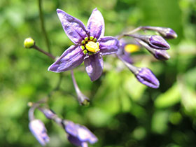 Morelle douce-amère