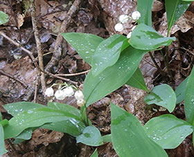Muguet