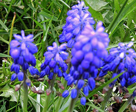 Muscari à grappe
